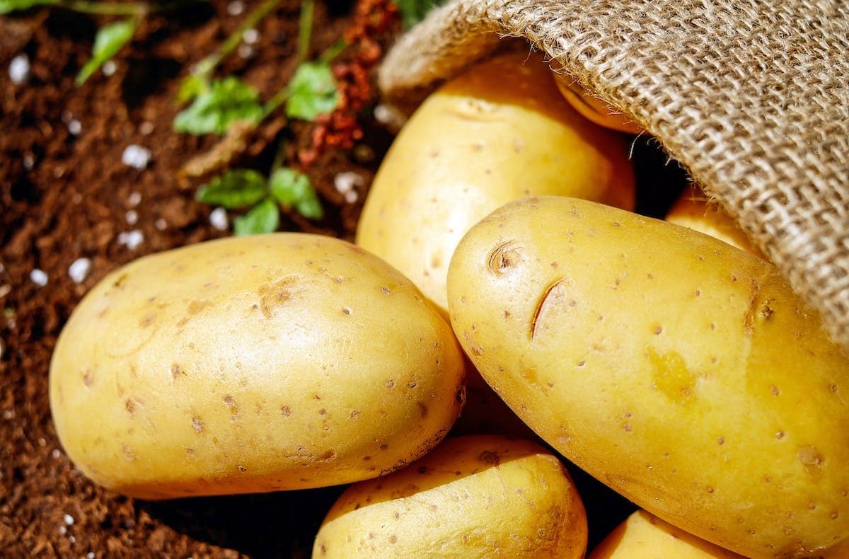 Le guide complet pour arroser les pommes de terre : quand et comment s’y prendre