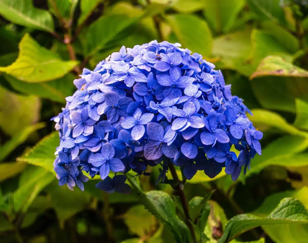 Le guide ultime pour fertiliser vos hortensias au bon moment